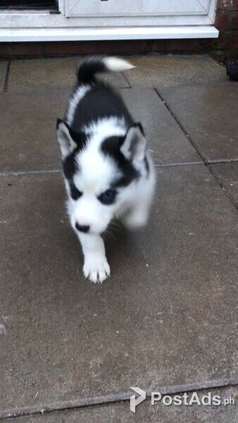 good-natured blue eyes male and female siberian husky puppies
