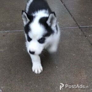 good-natured blue eyes male and female siberian husky puppies | PostAds PH