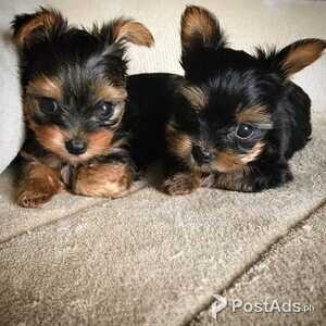 BX Lovely Yorkshire Terrier | PostAds PH