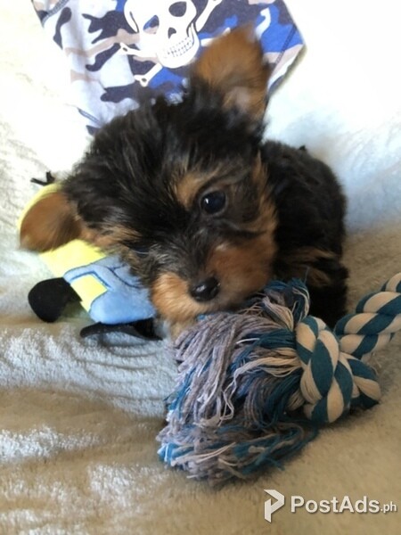 HDF Yorkshire Terrier Pups