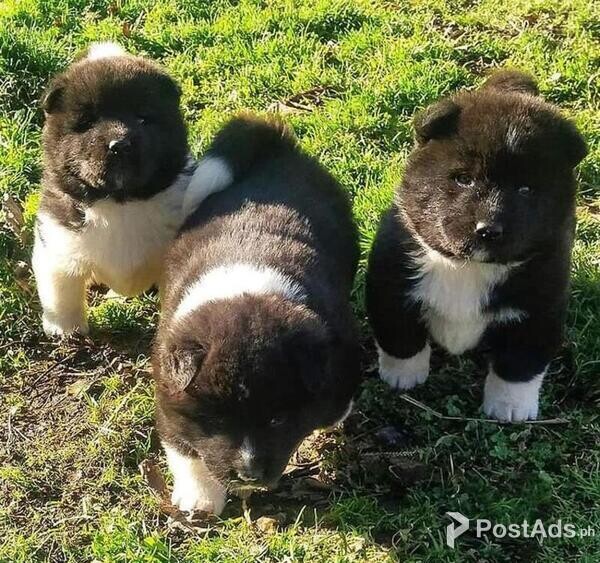 Pedigree Akita Puppies   Whatsapp /Viber : (+63-927-804-7774)  Pedigre