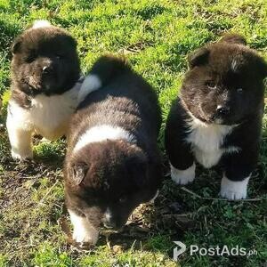 Pedigree Akita Puppies Whatsapp /Viber : (+63-927-804-7774) Pedigre | PostAds PH