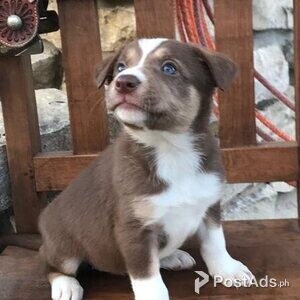 3 month border collie pup.. | PostAds PH