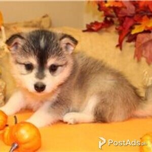 alaskan klee puppies | PostAds PH