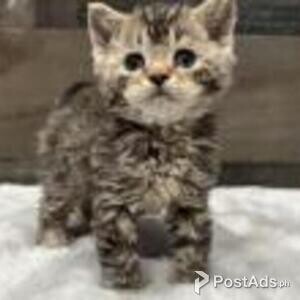 american bobtail | PostAds PH