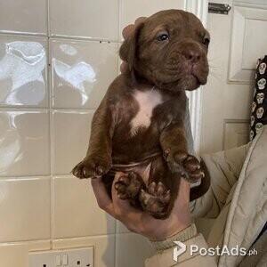 Fluffy ears bull mastiff pups | PostAds PH