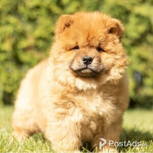 Adorable Chow Chow Puppies.. | PostAds PH
