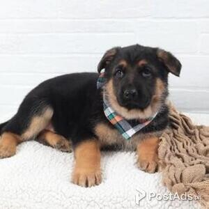 German Shepherd puppies | PostAds PH