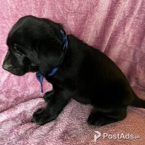 Labrador puppies.. | PostAds PH