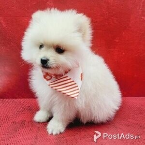 Pomeranian puppy girl/ | PostAds PH