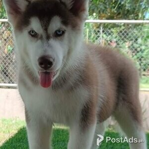 Registered Siberian Huskies | PostAds PH