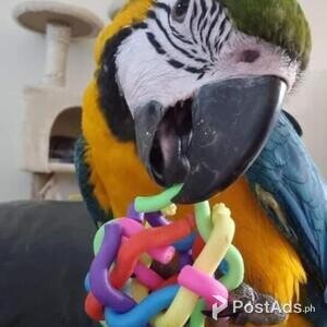 Hyacinth Blue and Gold Macaw | PostAds PH