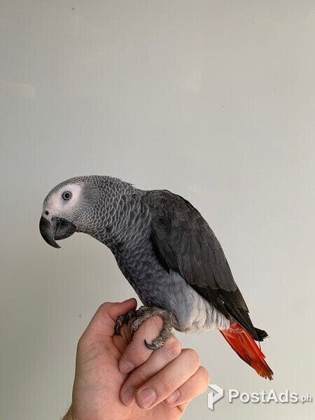 African Grey Parrots