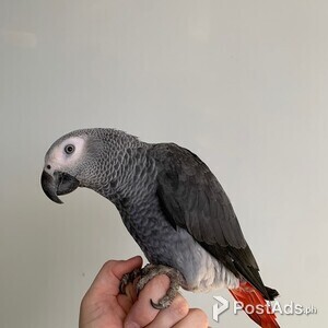 African Grey Parrots | PostAds PH