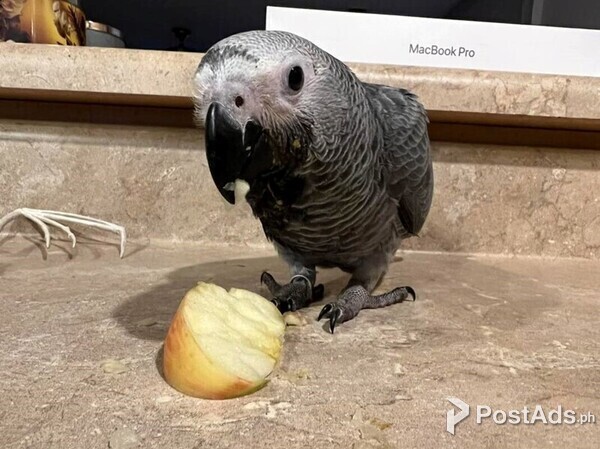 DNA African Grey Parrots