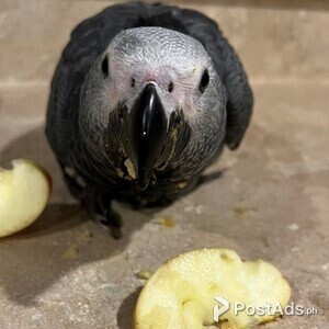 PCCI African Grey Parrots | PostAds PH