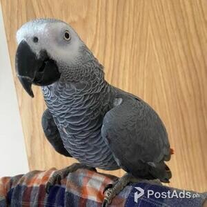 Stunning Bonded pair Fronted Amazon parrots | PostAds PH