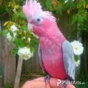 Umbrella Cockatoo young babies | PostAds PH