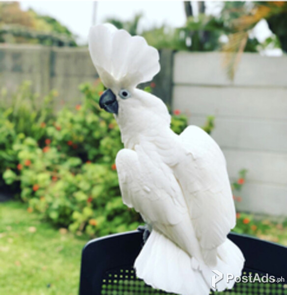 Umbrella Cockatoo Babies