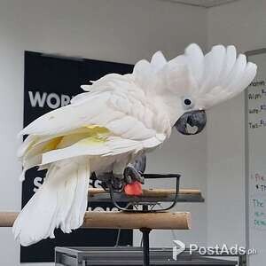 DNA Umbrella Cockatoo Parrots | PostAds PH