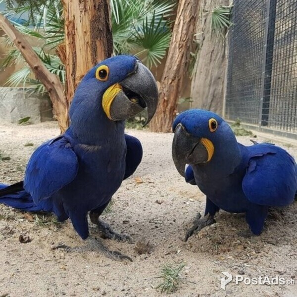 Amazing Blue Hyacinth Macaws Parrot