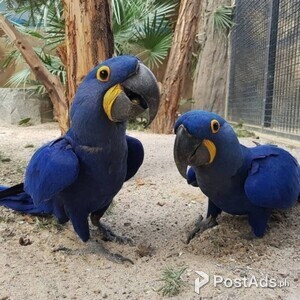 Amazing Blue Hyacinth Macaws Parrot | PostAds PH