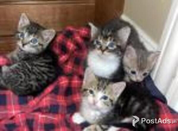 american wirehair kittens