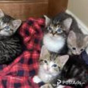 american wirehair kittens | PostAds PH