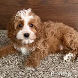 barbet puppies | PostAds PH