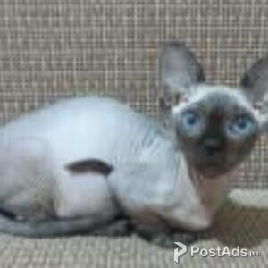 bambino kittens available | PostAds PH