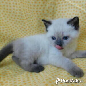 birman kittens available | PostAds PH