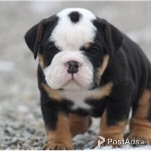 beable puppies | PostAds PH