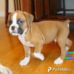 boxer puppies | PostAds PH