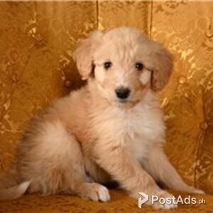 bordoodle puppies | PostAds PH