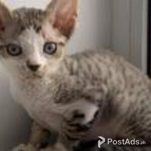 devon rex | PostAds PH