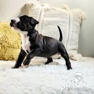 bull terrier | PostAds PH