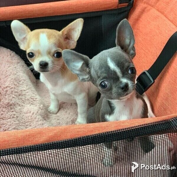 chihuahua puppies