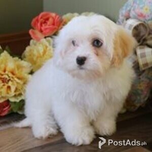 cavachon puppies | PostAds PH
