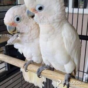 umbrella cockatoos parrots | PostAds PH