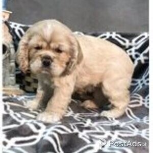 cocker spaniel | PostAds PH