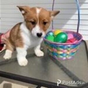 corgi welsh pembroke | PostAds PH