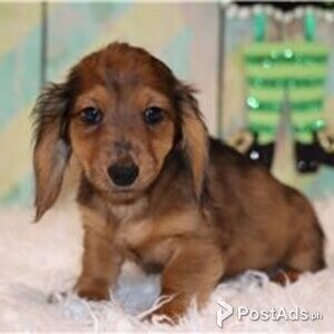 dachschund puppies | PostAds PH