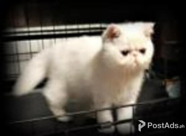 exotic shorthair