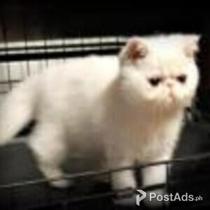 exotic shorthair | PostAds PH