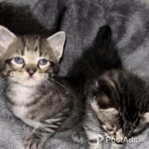 egyptian mau | PostAds PH