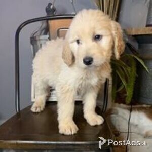 double doodle | PostAds PH