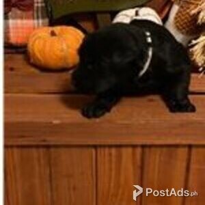 giant schnauzer puppies | PostAds PH
