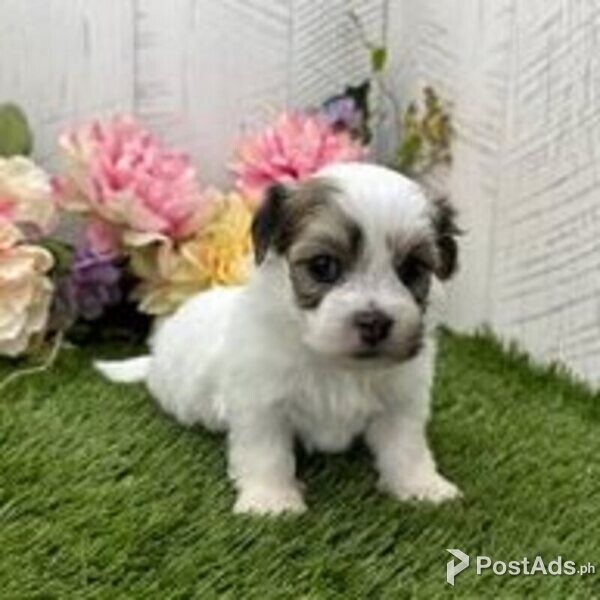 havanese puppies