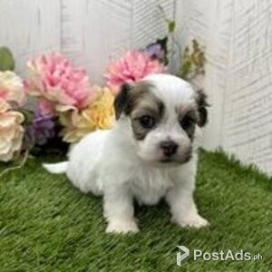 havanese puppies | PostAds PH