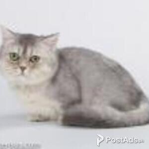 munchkin kitten | PostAds PH